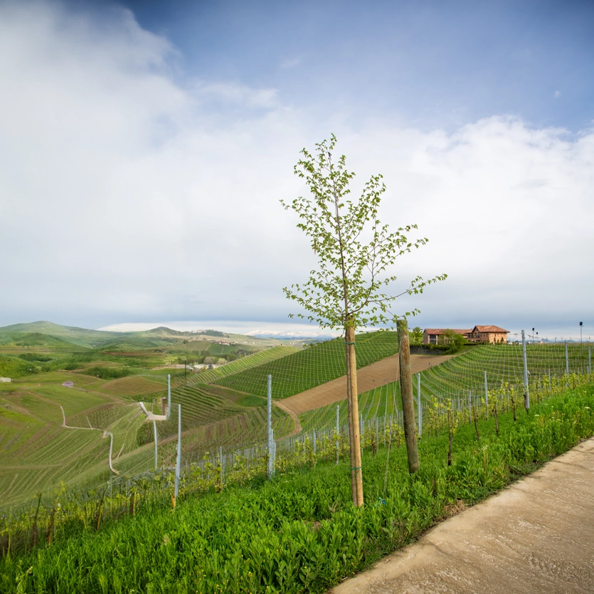 Fontanafredda e Fondazione Mirafiore