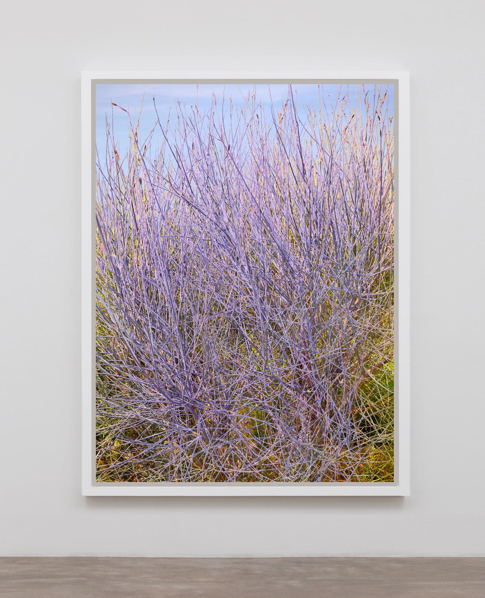 Ginestra / Rye-Grass