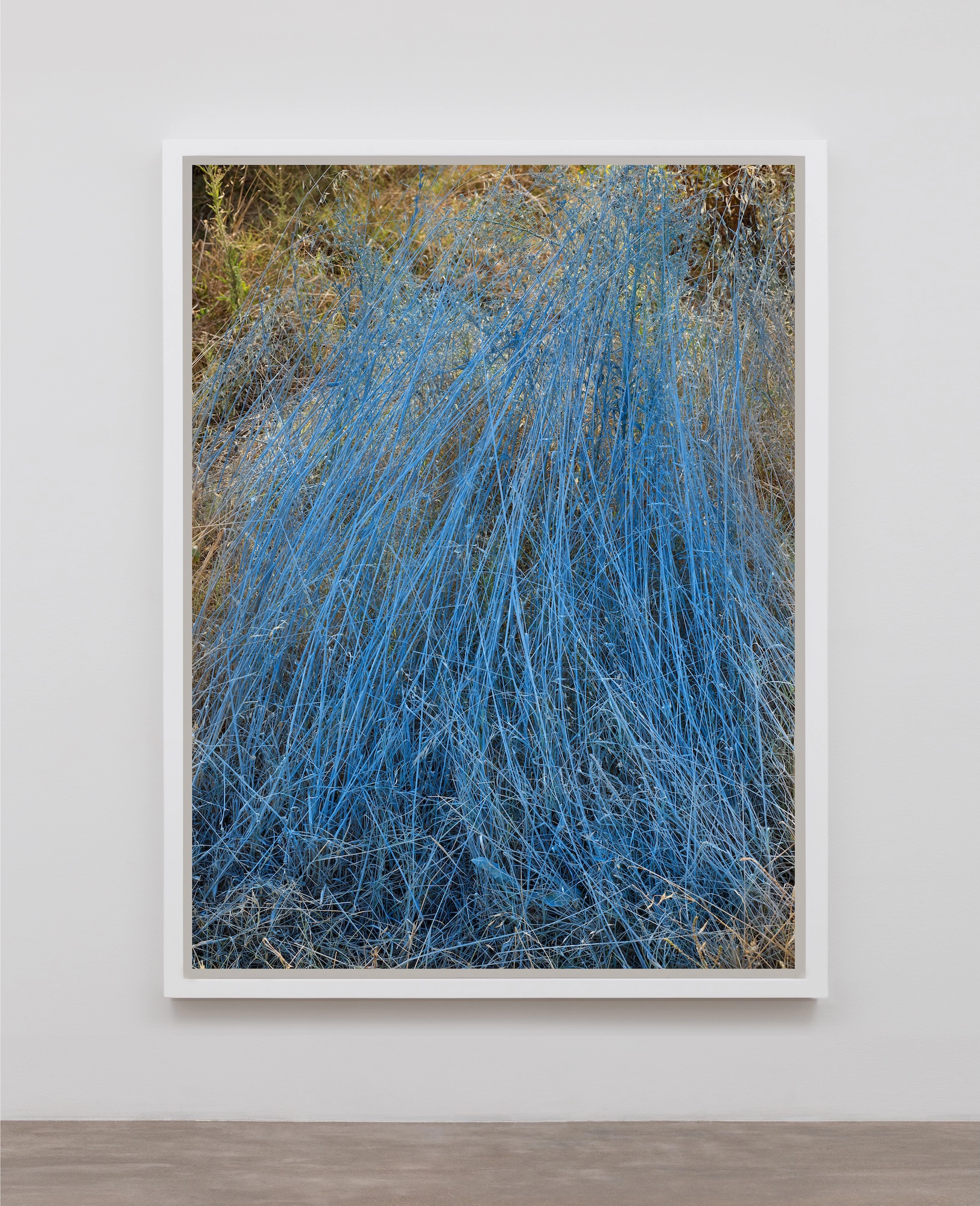 Ginestra / Rye-Grass