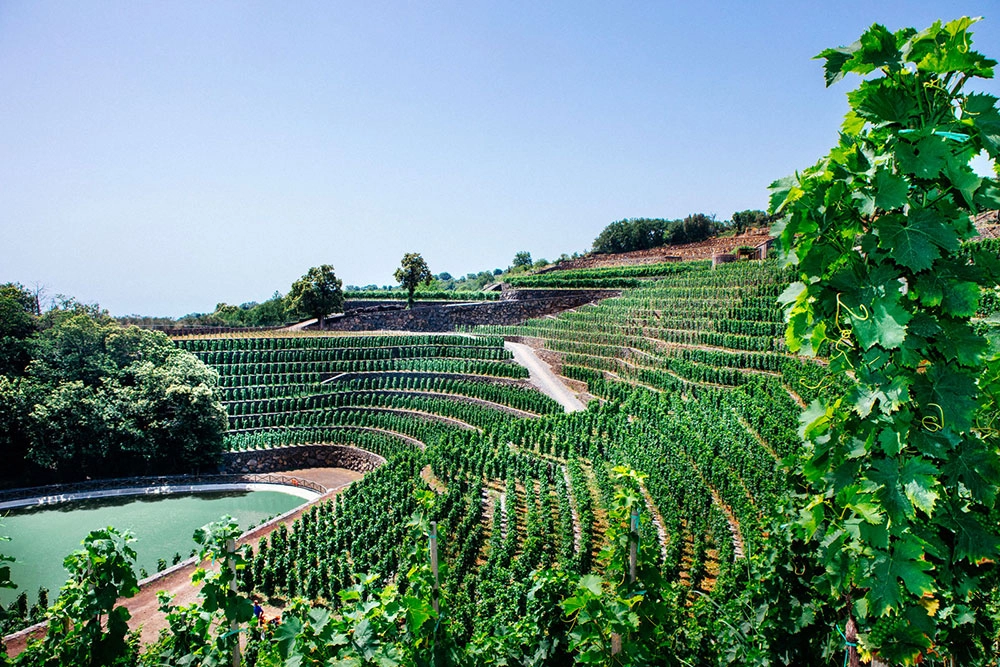 Tenute Orestiadi e Fondazione Orestiadi