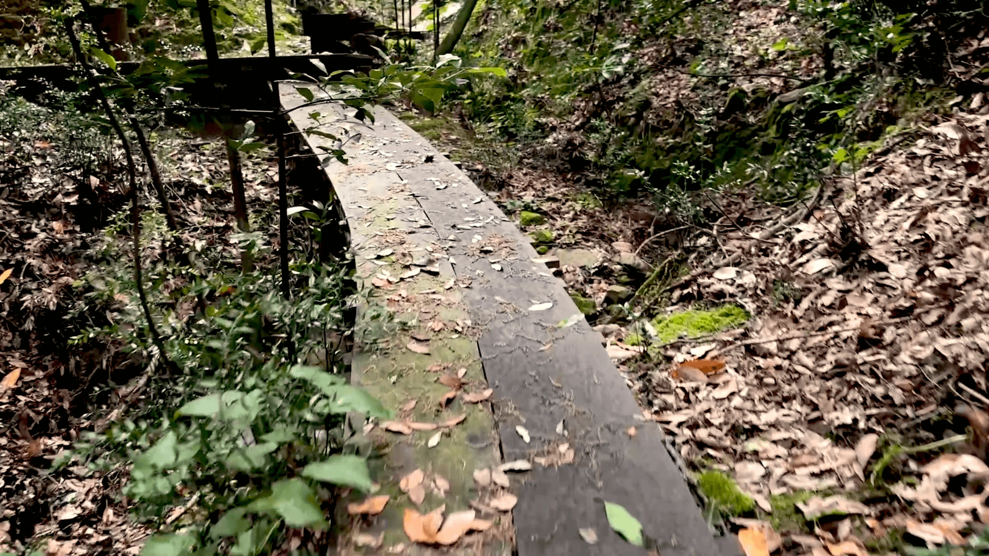 Il sentiero dell’amore