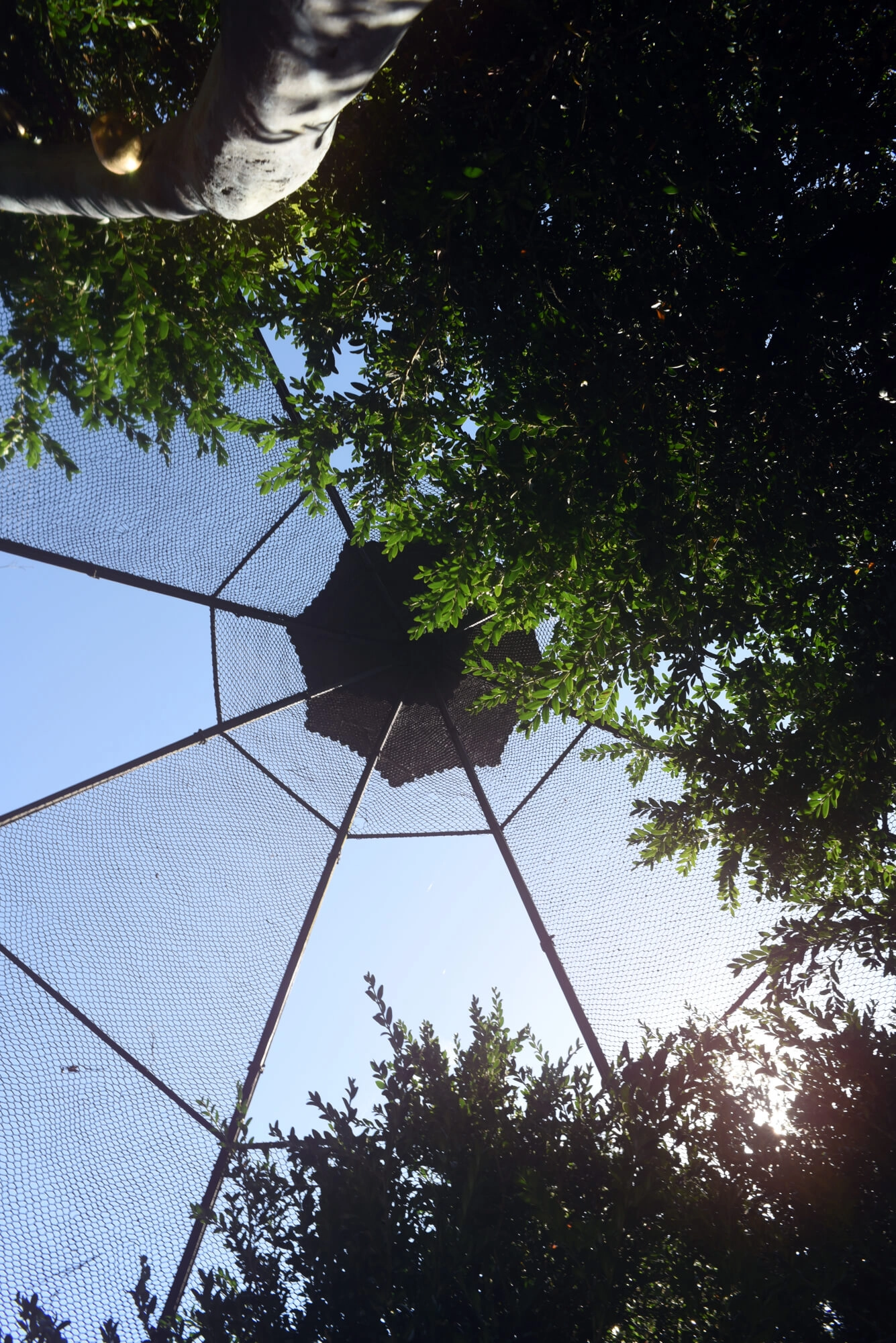 L’albero dai frutti d’oro