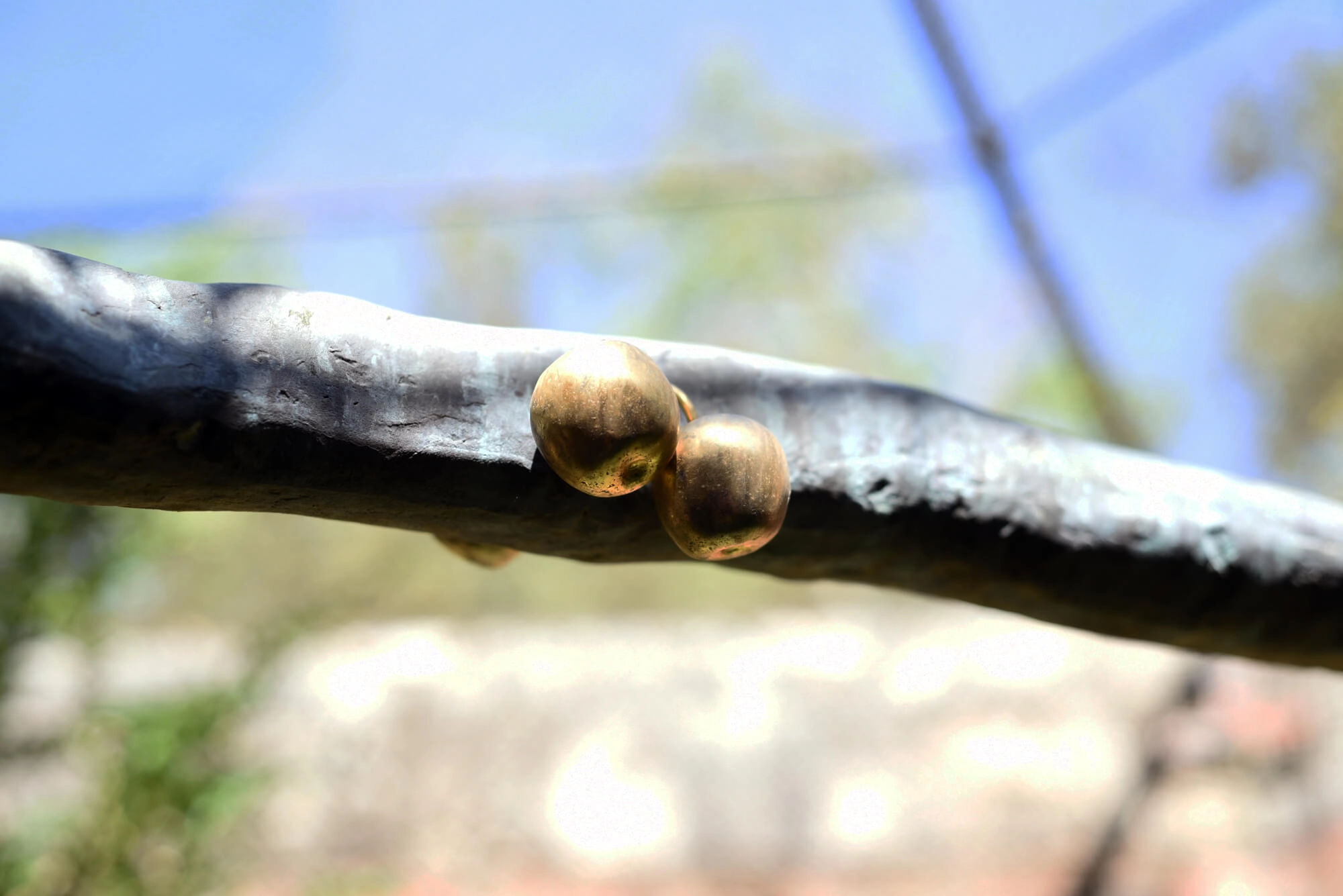 L’albero dai frutti d’oro